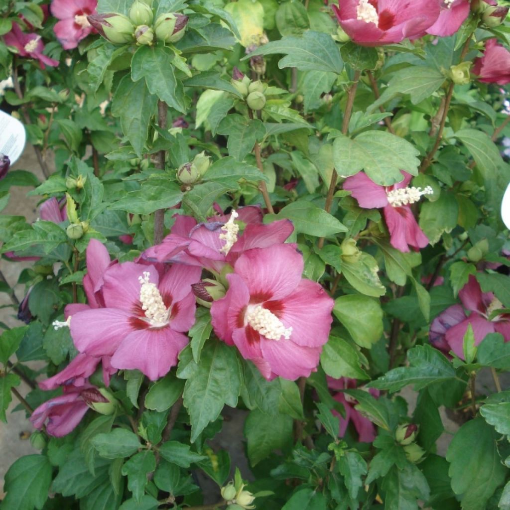 Hibiscus syriacus Woodbridge - Althéa ou mauve en arbre