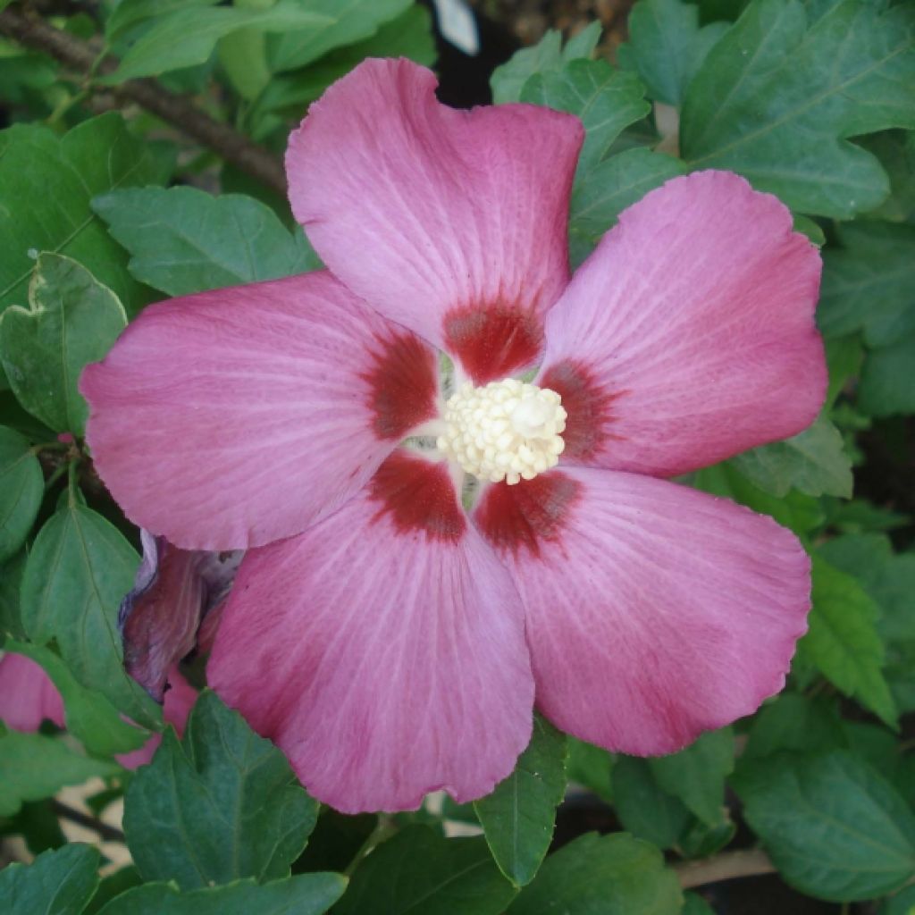 Hibiscus syriacus Woodbridge - Althéa ou mauve en arbre