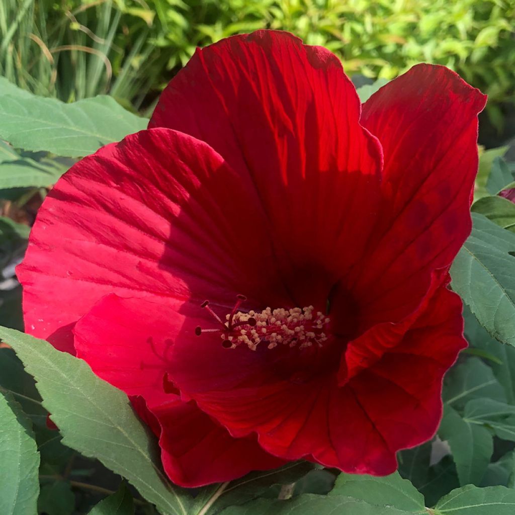 La plante du mois d'avril : l'hibiscus des marais