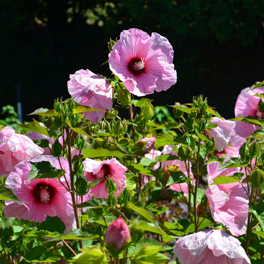 Hibiscus moscheutos PLANET® Solène TANSOL - Hibiscus des marais.