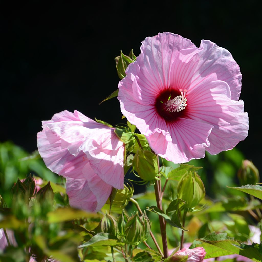 Hibiscus moscheutos PLANET® Solène TANSOL - Hibiscus des marais.