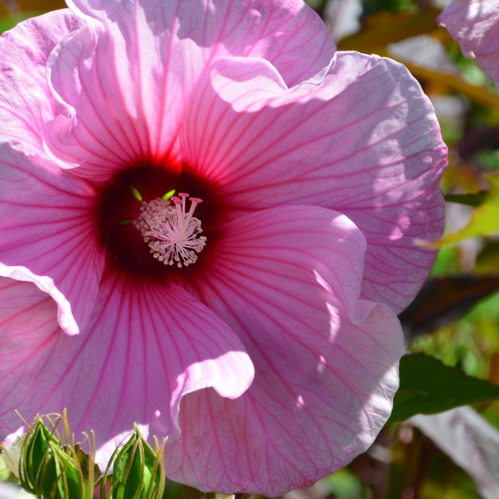 Sol Oven Mitt - Hibiscus