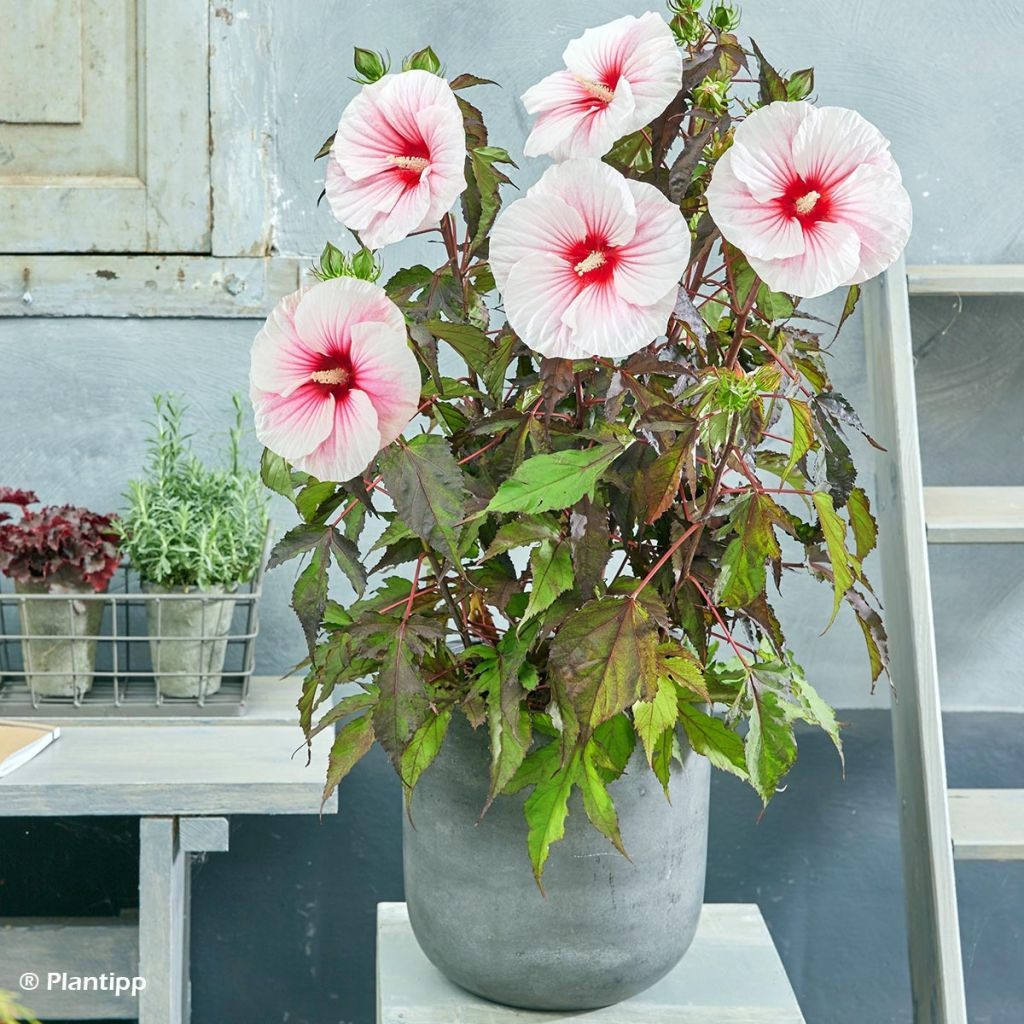 Hibiscus moscheutos Pink Candy - Hibiscus des marais