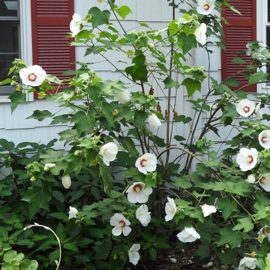 Hibiscus paramutabilis 