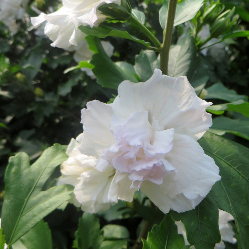 Hibiscus syriacus Admiral Dewey - Althéa blanc double