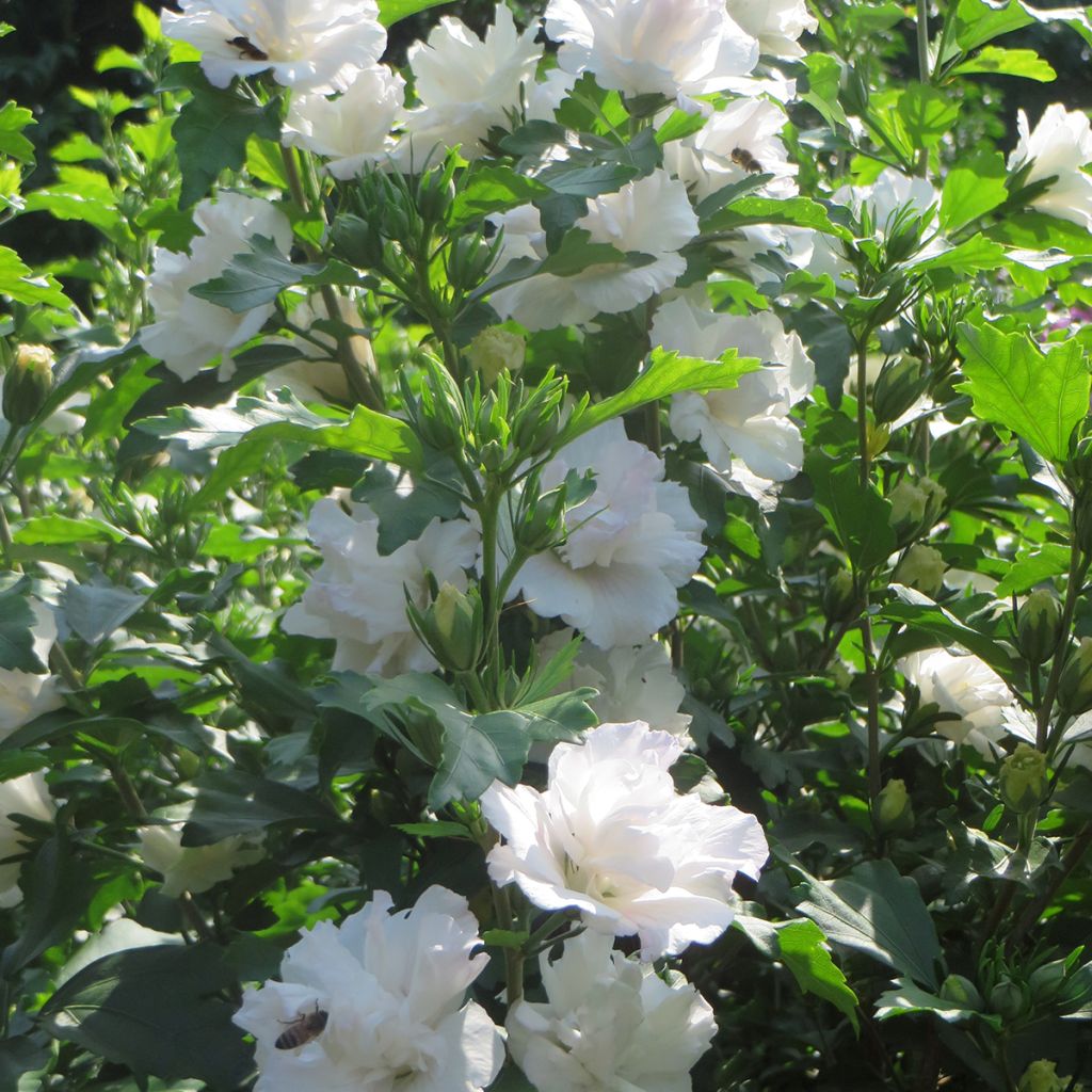 Hibiscus syriacus Admiral Dewey - Althéa blanc double