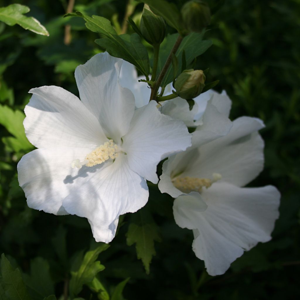 Hibiscus syriacus Eléonore - Althéa simple, blanc pur.