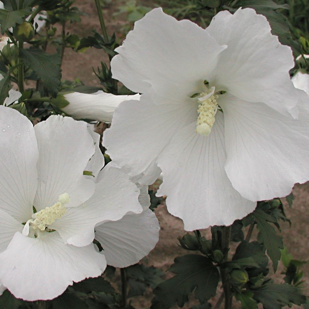 Hibiscus syriacus Eléonore - Althéa simple, blanc pur.