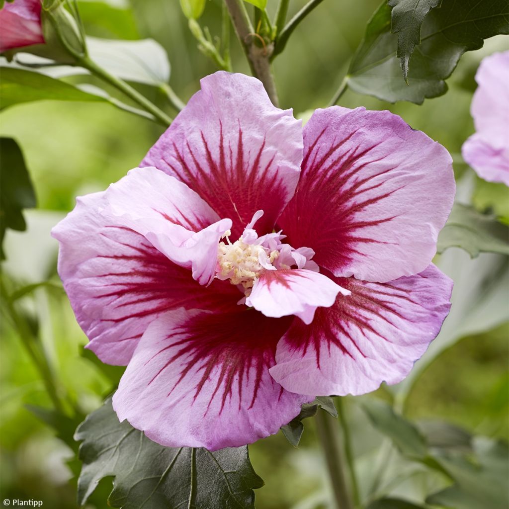 Hibiscus syriacus Flower Tower Purple Gandini Santiago - Althea rose à coeur rouge