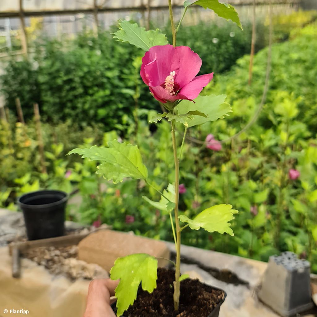 Hibiscus syriacus Flower Tower Ruby - Althea rose-rouge foncé