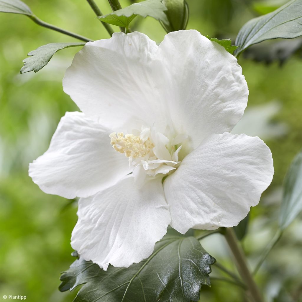 Hibiscus syriacus Flower Tower White Gandini van Aart - Althea blanc