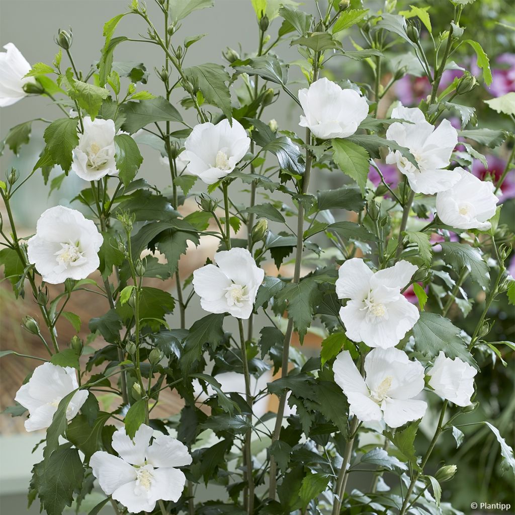 Hibiscus syriacus Flower Tower White Gandini van Aart - Althea blanc