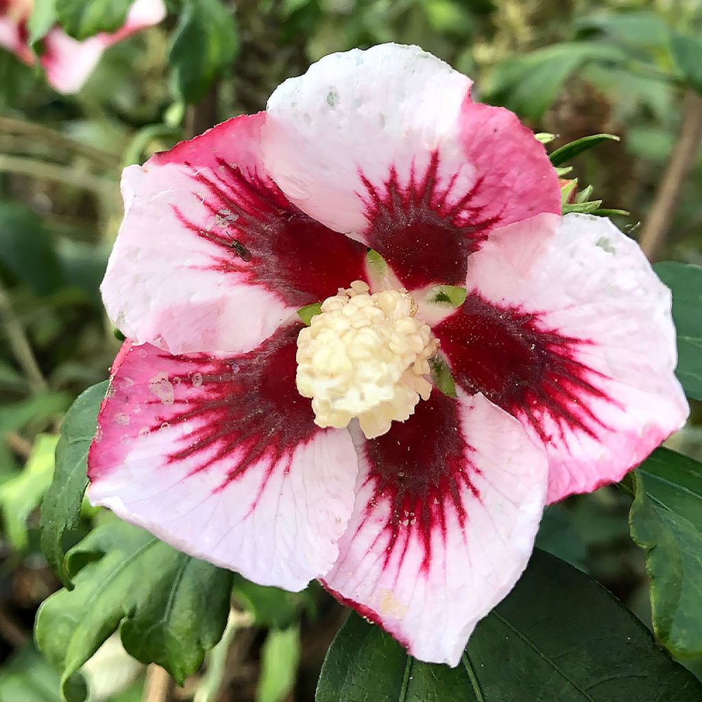 Hibiscus ou althéa (Hibiscus syriacus) : plante, taille, entretien, arrosage