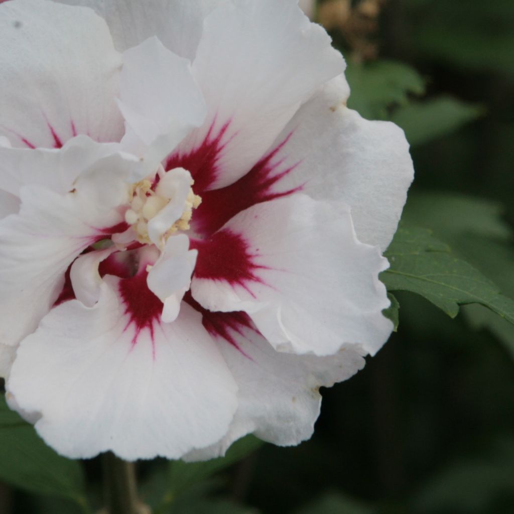Hibiscus syriacus Lady Stanley - Althéa semi-double blanc et rose à coeur pourpre.