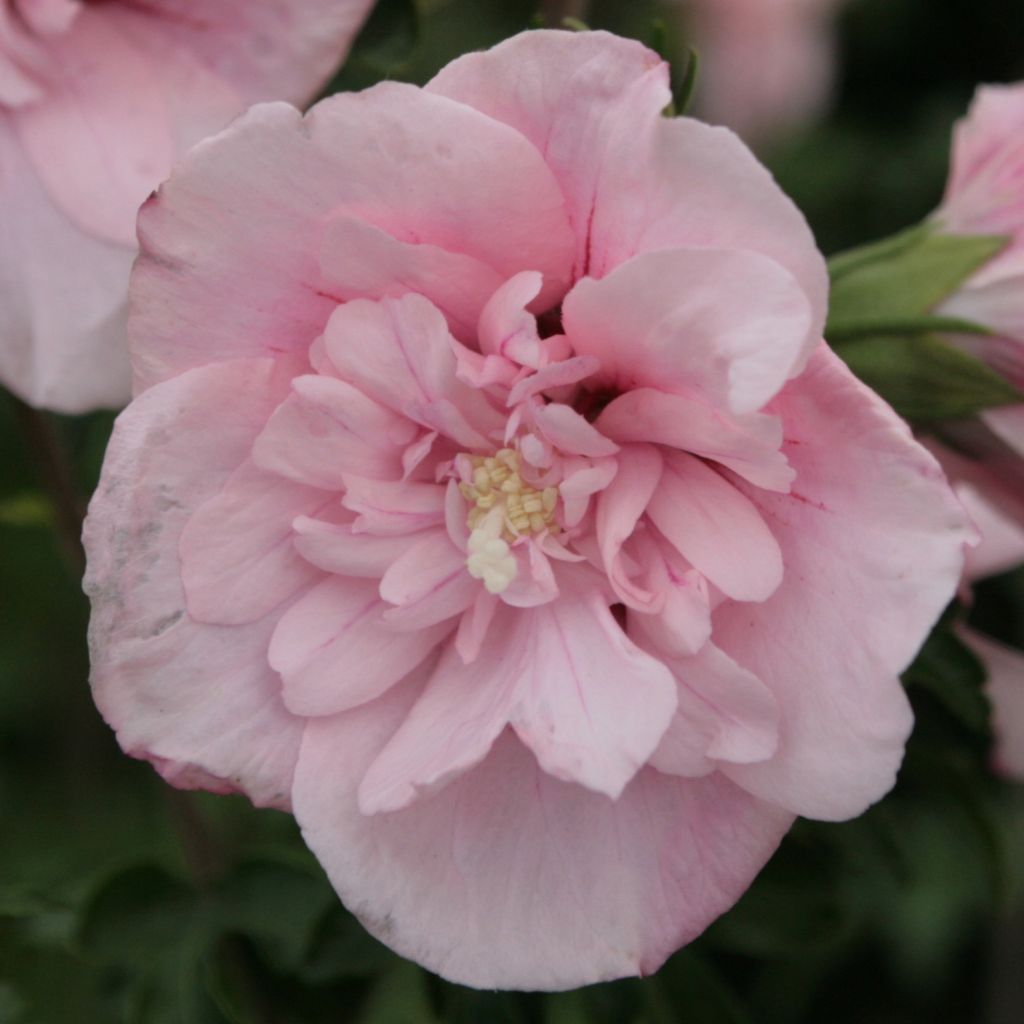 Hibiscus syriacus Pink Chiffon - Althéa semi-double rose pâle