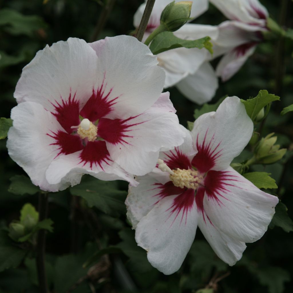 Hibiscus syriacus Shintaeyang - Althéa blanc à coeur rouge cerise