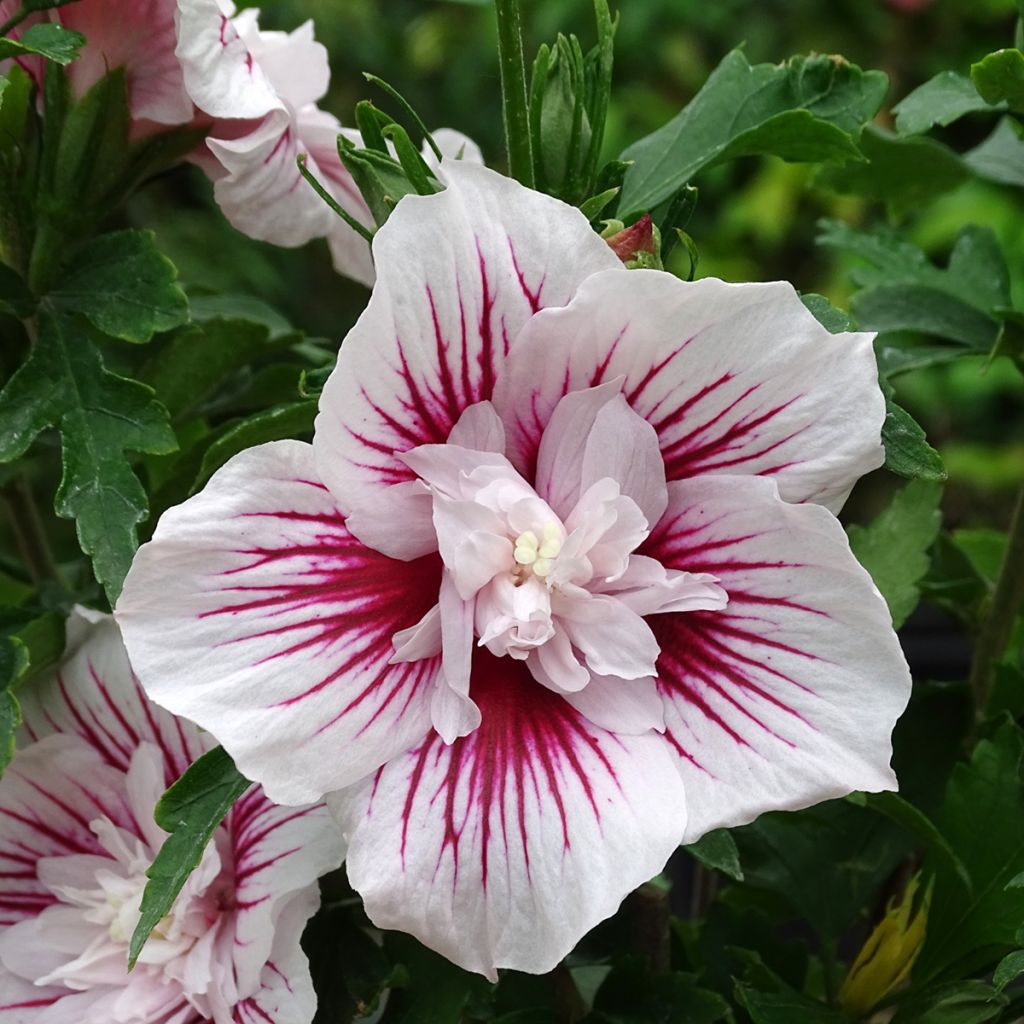 Hibiscus syriacus Starburst Chiffon - Althéa 