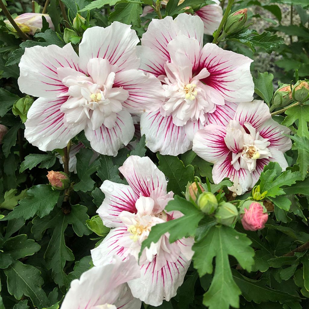 Hibiscus syriacus Starburst Chiffon - Althéa 