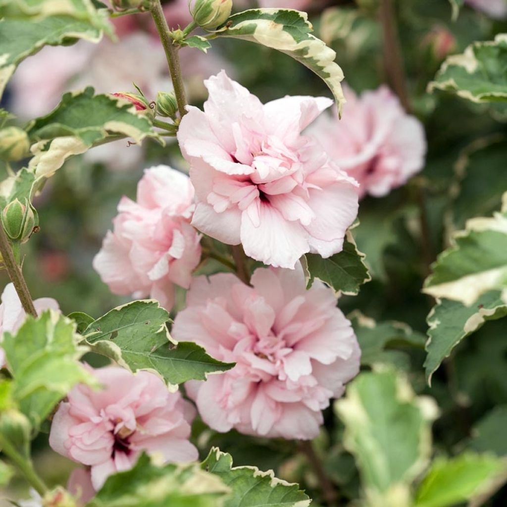 Hibiscus syriacus Sugar Tip - Althéa double rose tendre 