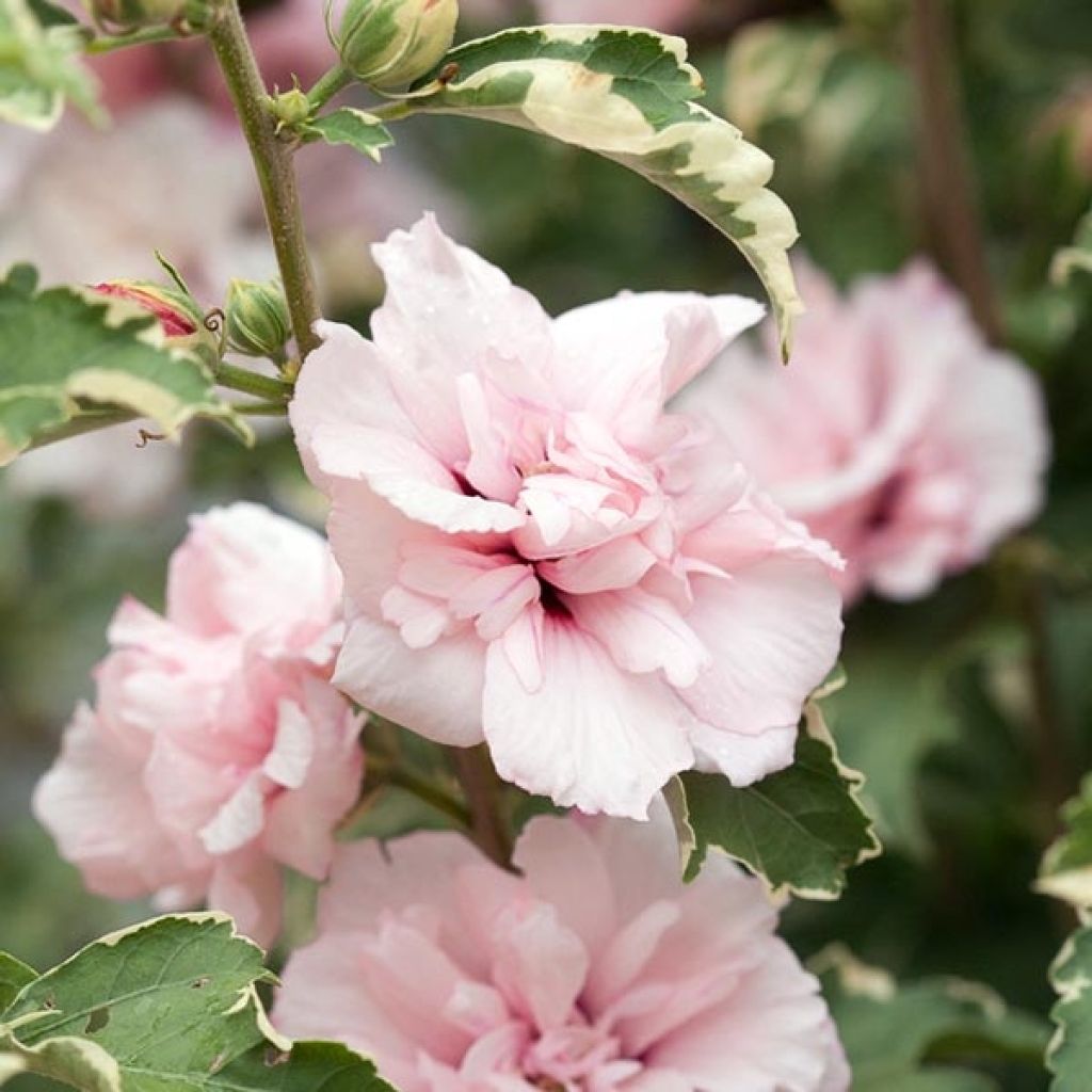 Hibiscus syriacus Sugar Tip - Althéa double rose tendre 