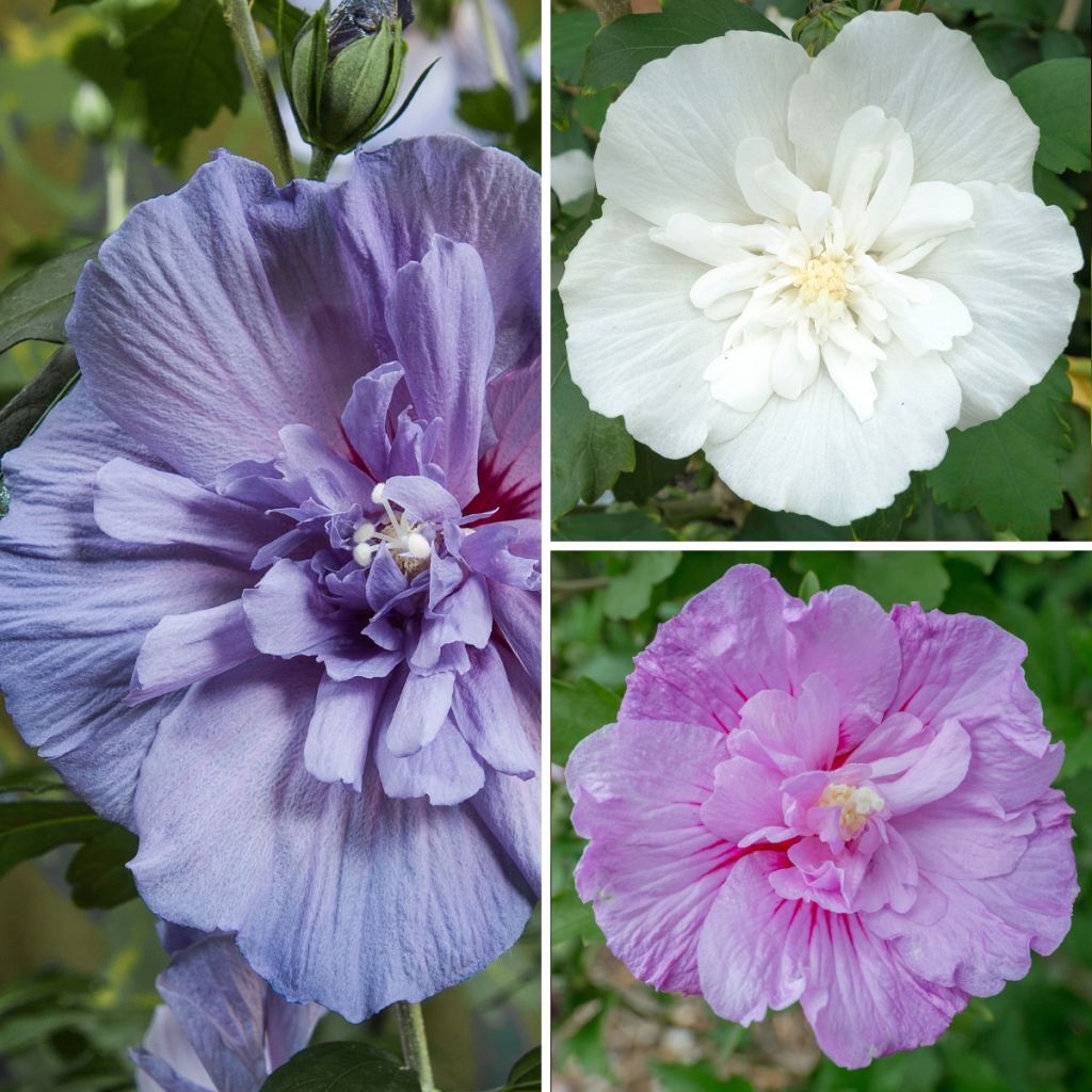 Hibiscus syriacus Three Sisters - Althéa 