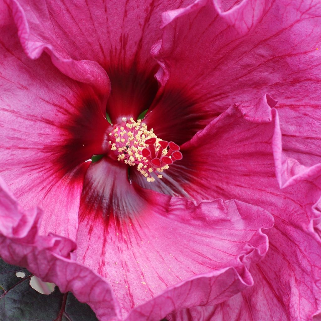 Hibiscus x Summerific Berry Awesome - Hibiscus des marais 