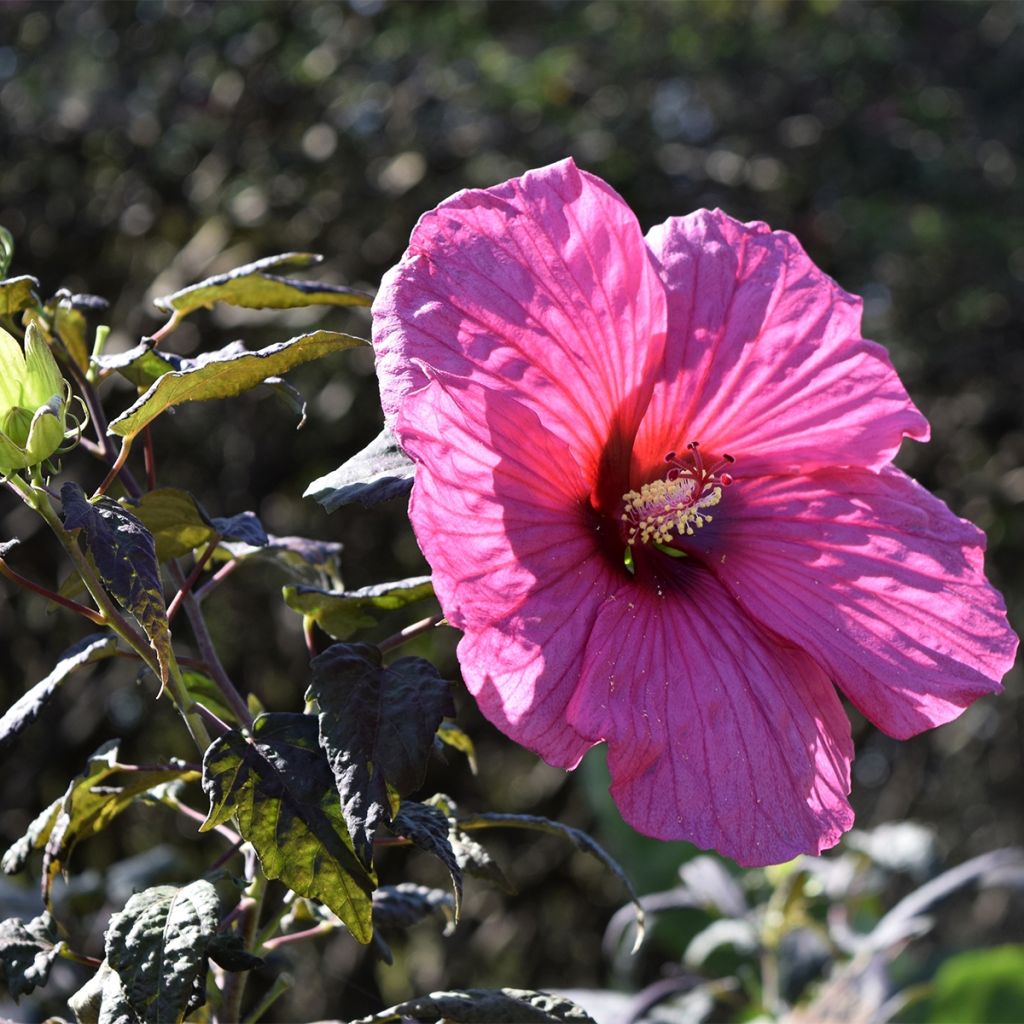 Hibiscus x Summerific Berry Awesome - Hibiscus des marais 