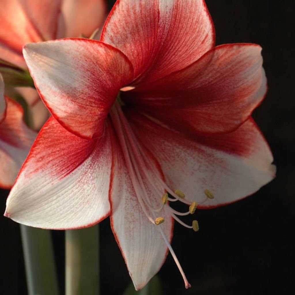 Amaryllis Charisma