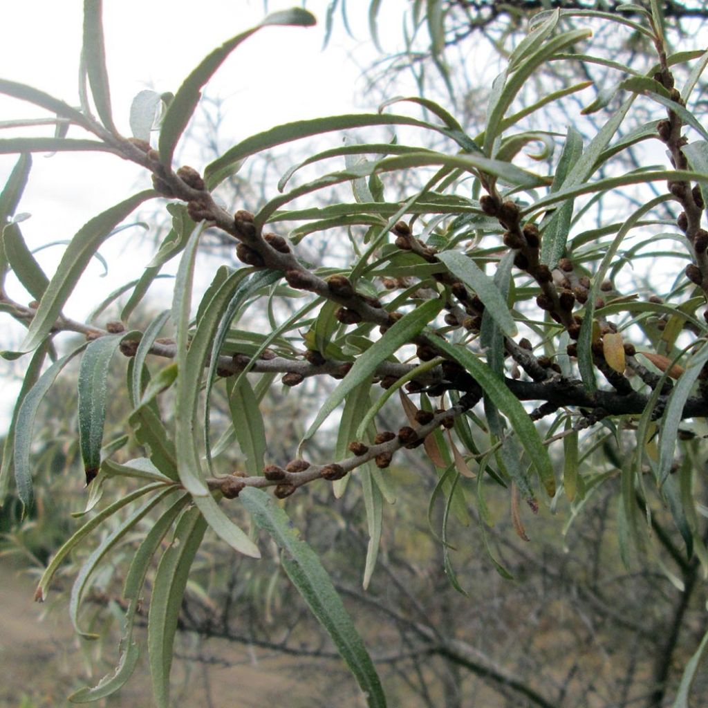 Hippophae rhamnoides - Argousier