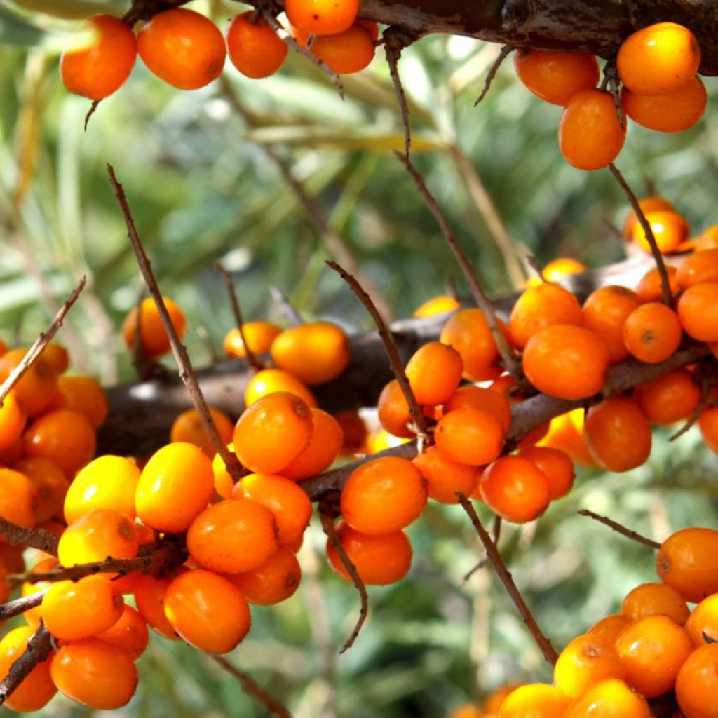 Hippophae rhamnoides Botanica - Argousier femelle