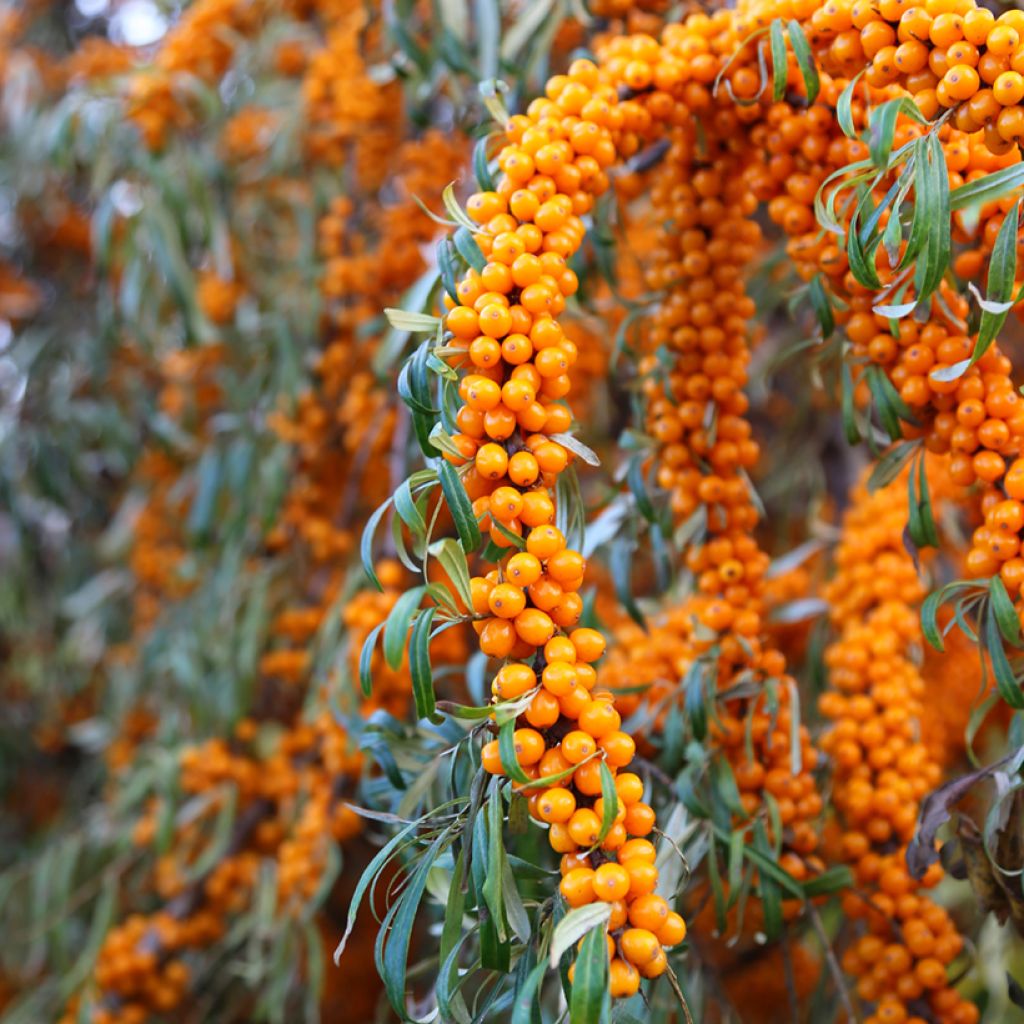 Hippophae rhamnoides Orange Energy 'Hagebo' - Argousier 