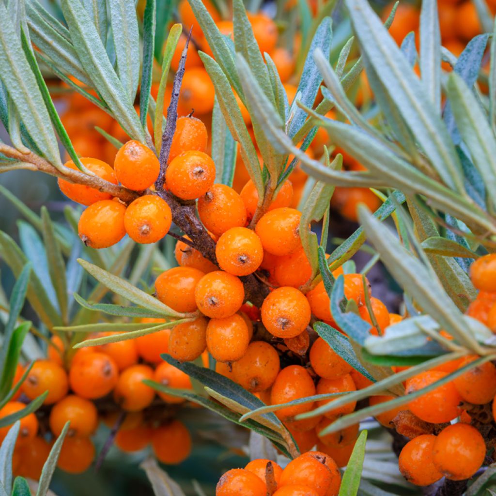 Hippophae rhamnoides Orange Energy 'Hagebo' - Argousier 