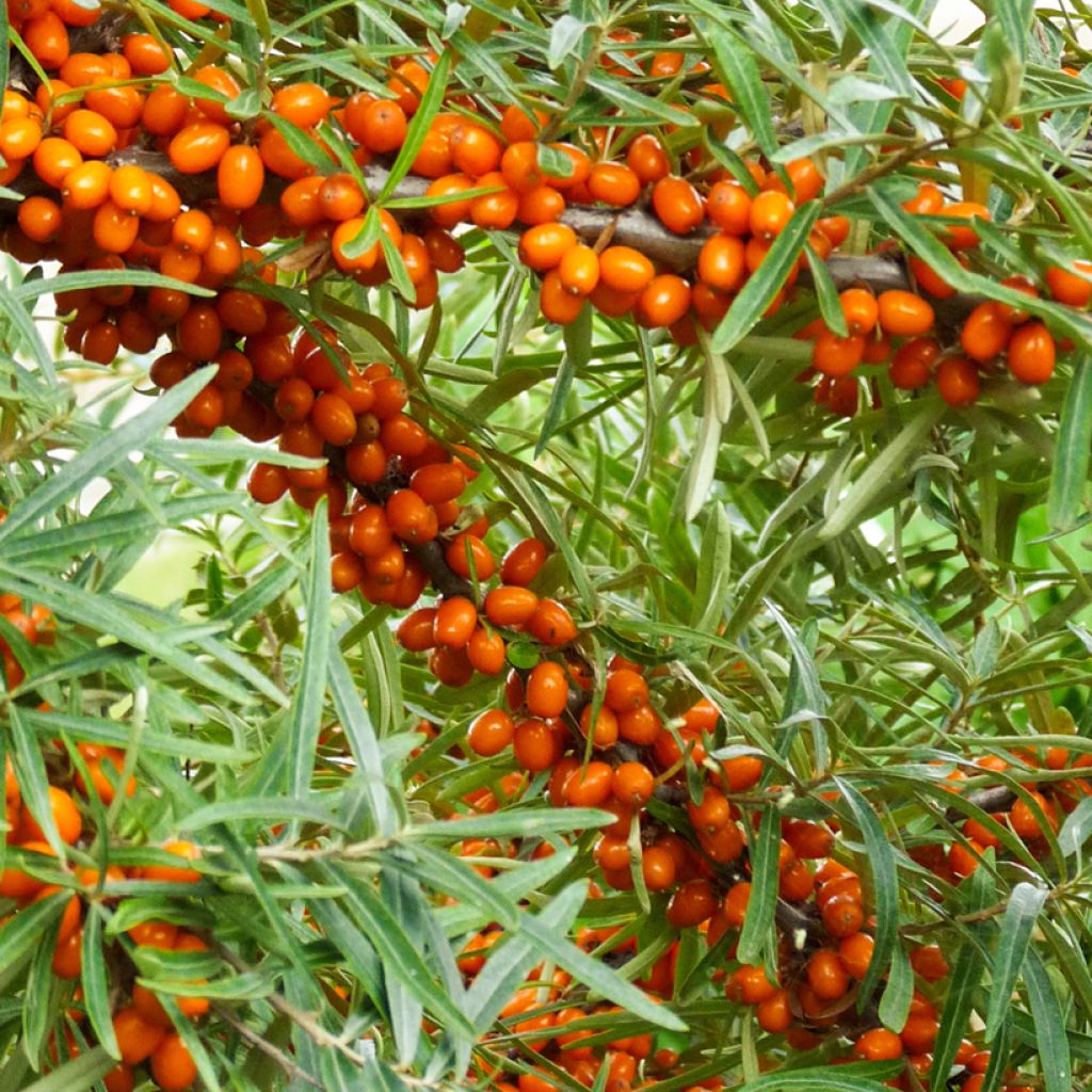 Hippophae rhamnoides Orange Energy 'Hagebo' - Argousier 