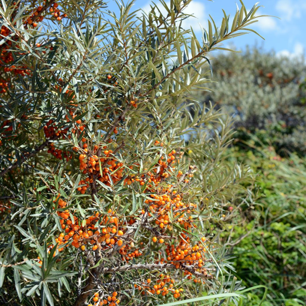 Hippophae rhamnoides Orange Energy 'Hagebo' - Argousier 