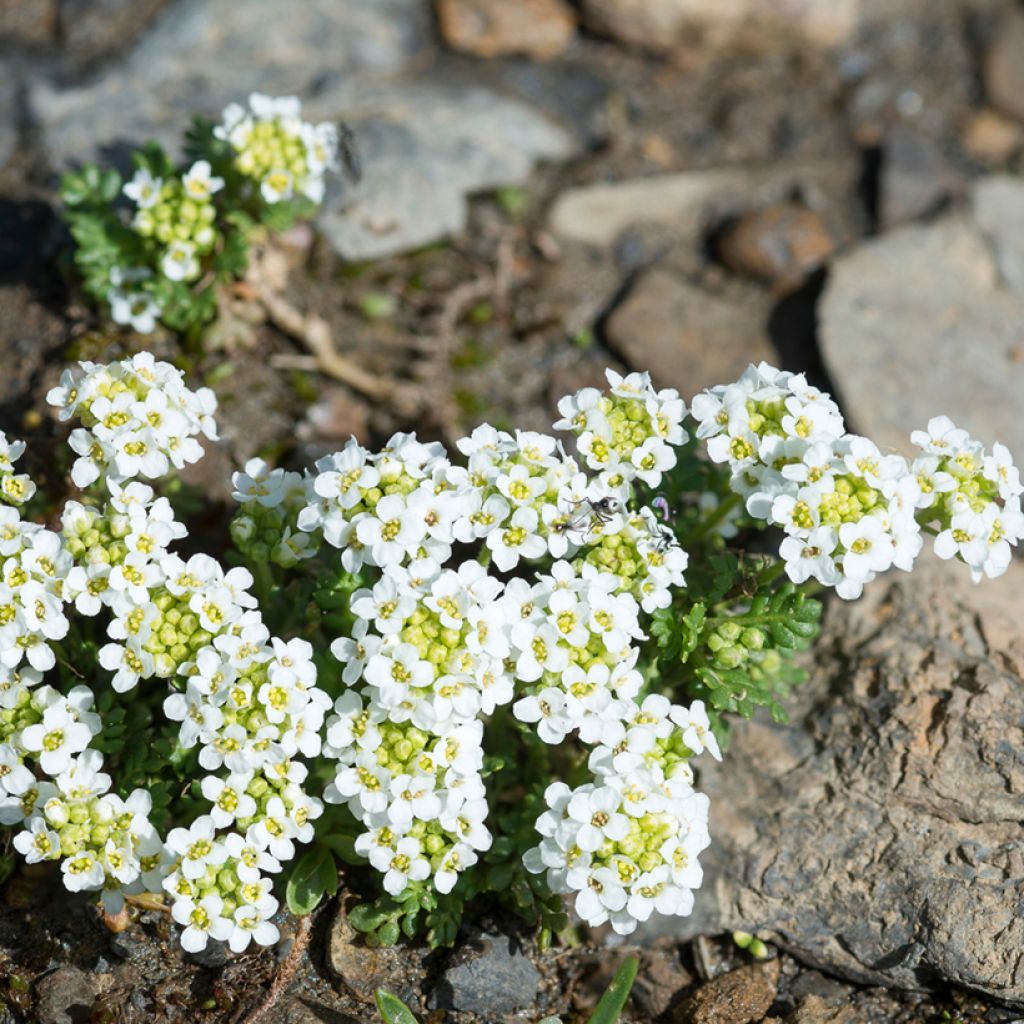 Hornungia alpina - Cresson des chamois