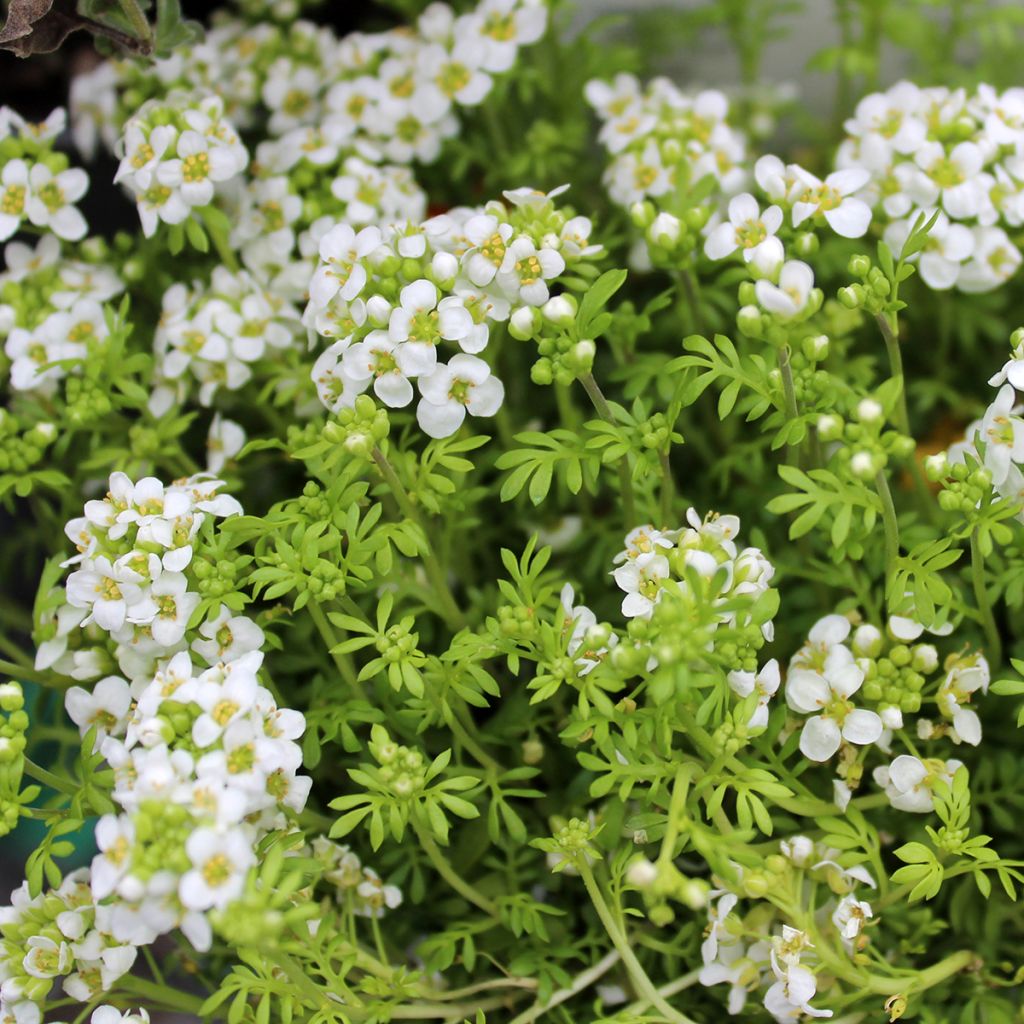 Hornungia alpina - Cresson des chamois