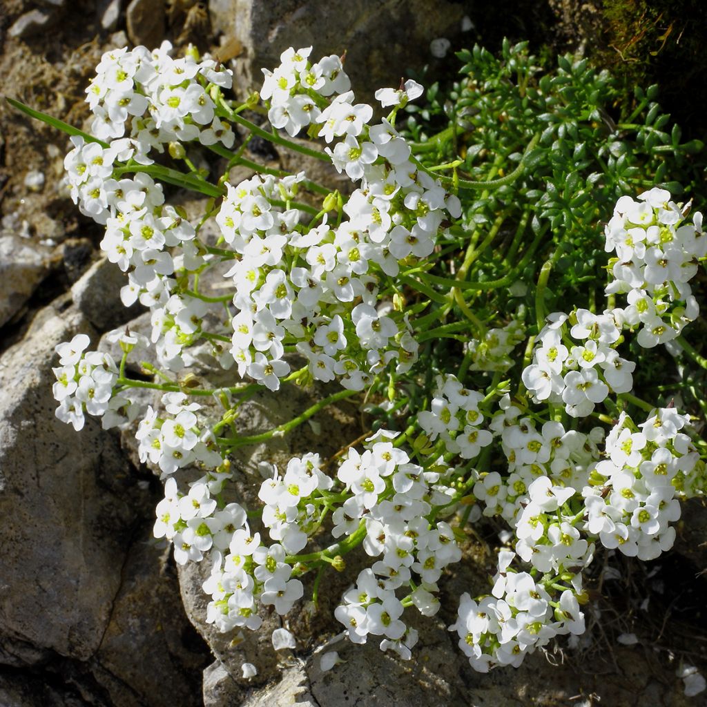 Hornungia alpina - Cresson des chamois