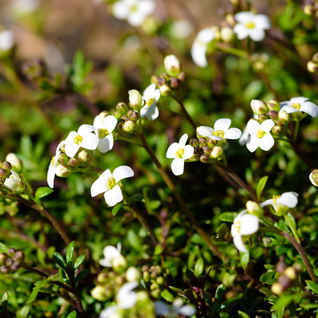 Hornungia alpina - Cresson des chamois