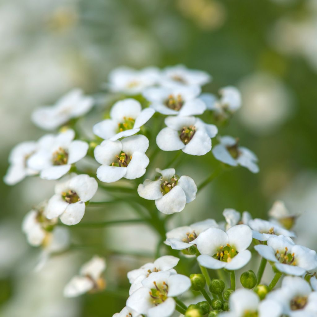 Hornungia alpina - Cresson des chamois