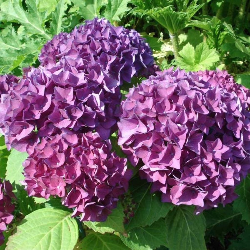 Hortensia - Hydrangea macrophylla Hovaria Hobergine