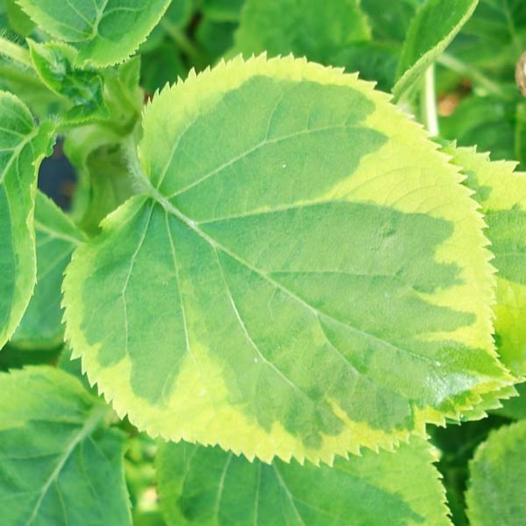 Hortensia - Hydrangea grimpant Miranda