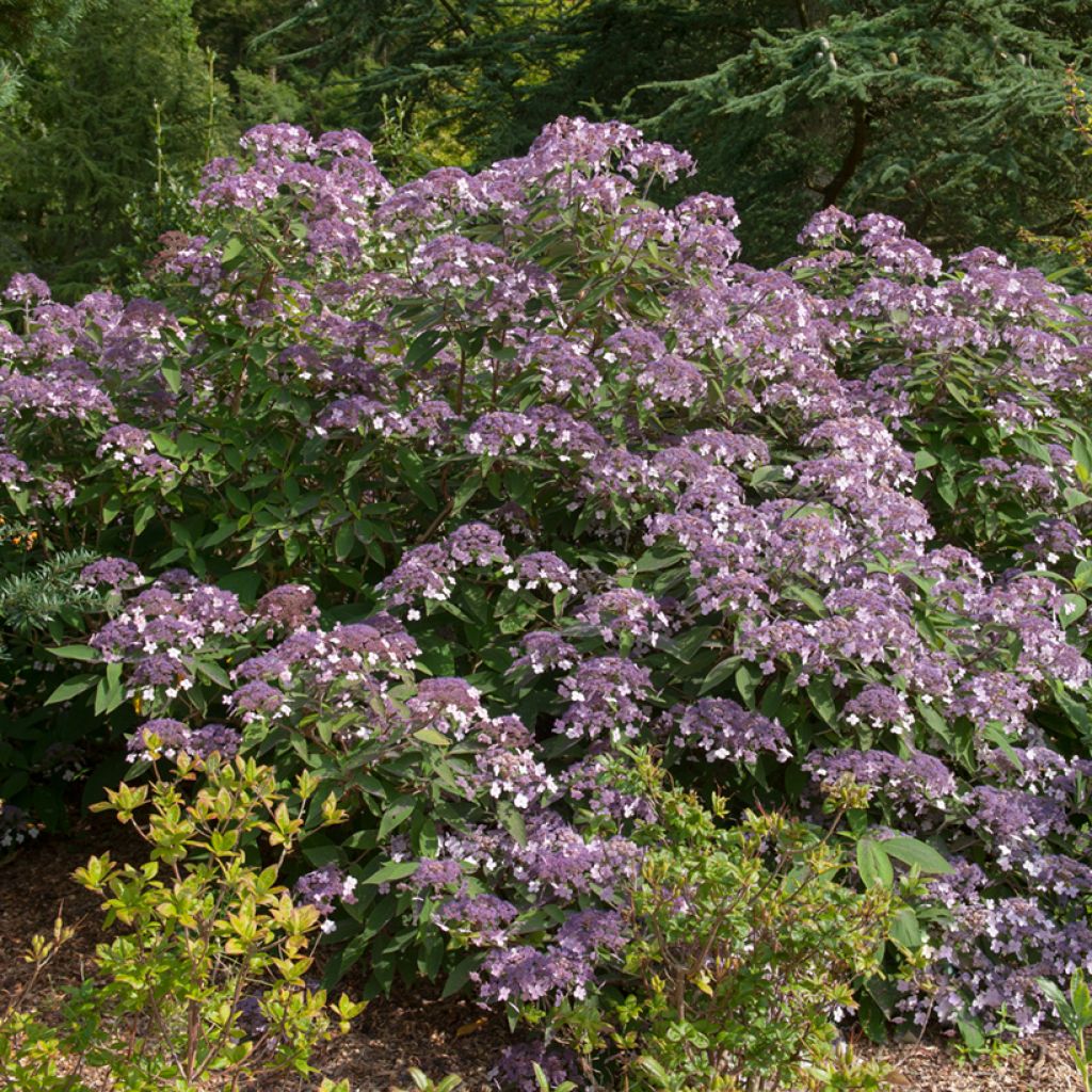 Hortensia - Hydrangea aspera villosa Velvet & Lace