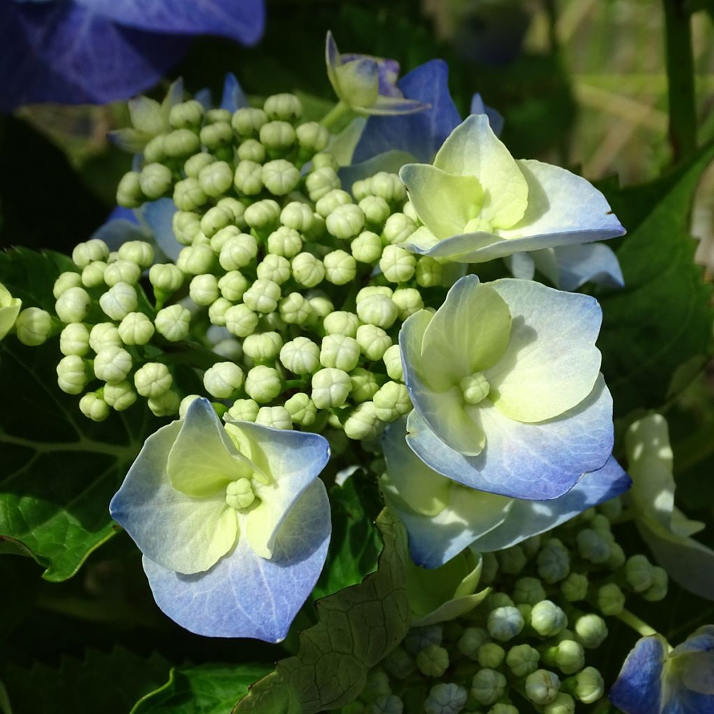 Hortensia - Hydrangea macrophylla Blue Sky