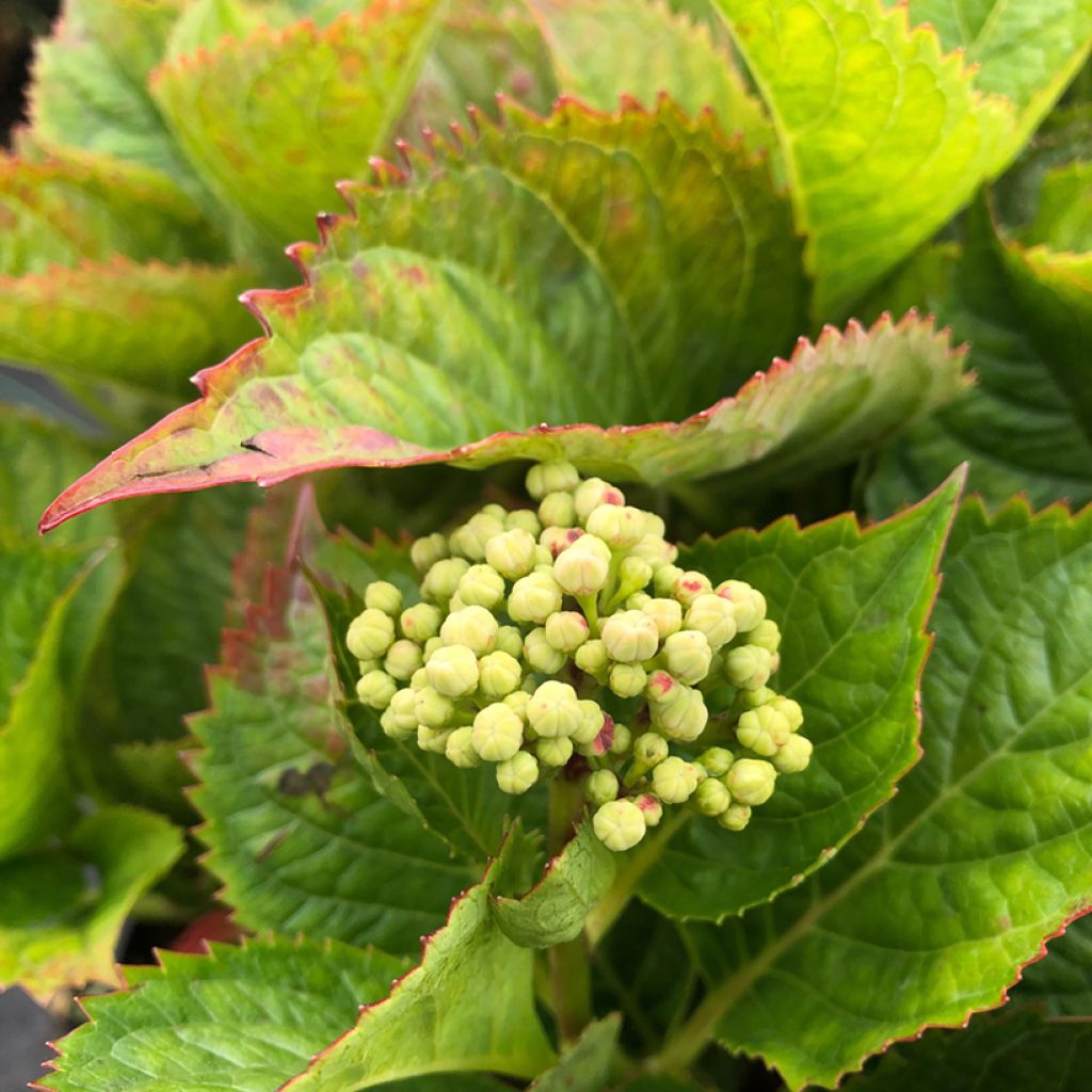 Hortensia - Hydrangea macrophylla Kardinal