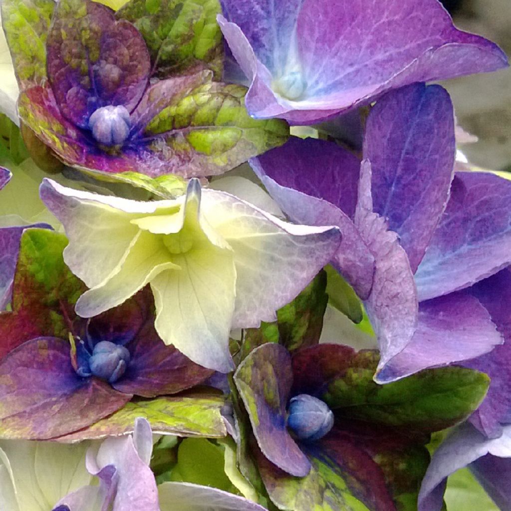 Hortensia - Hydrangea macrophylla Lady Mata Hari