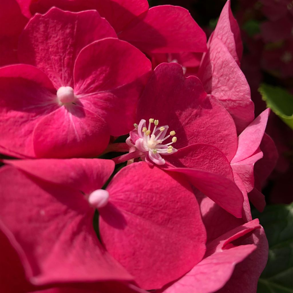 Hortensia - Hydrangea macrophylla Leuchtfeuer