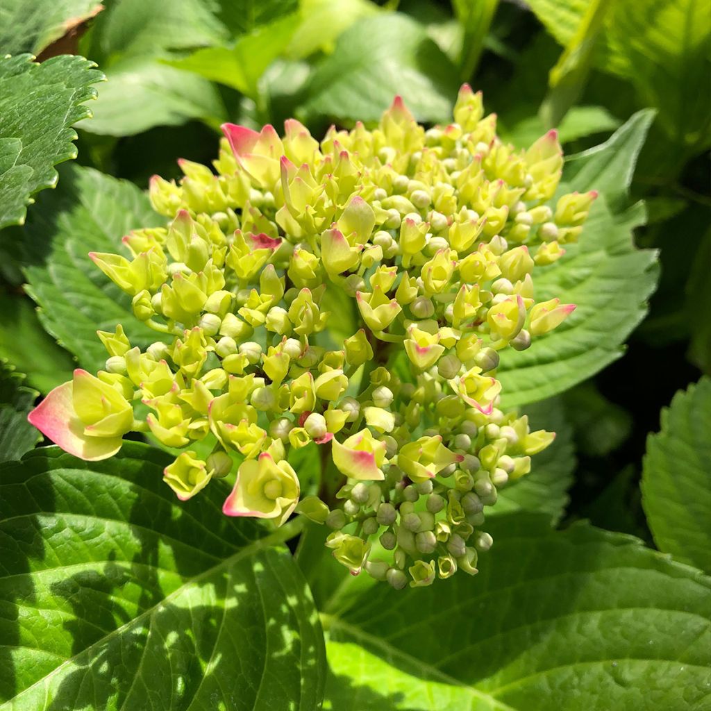 Hydrangea macrophylla Lightfire (Leuchtfeuer)