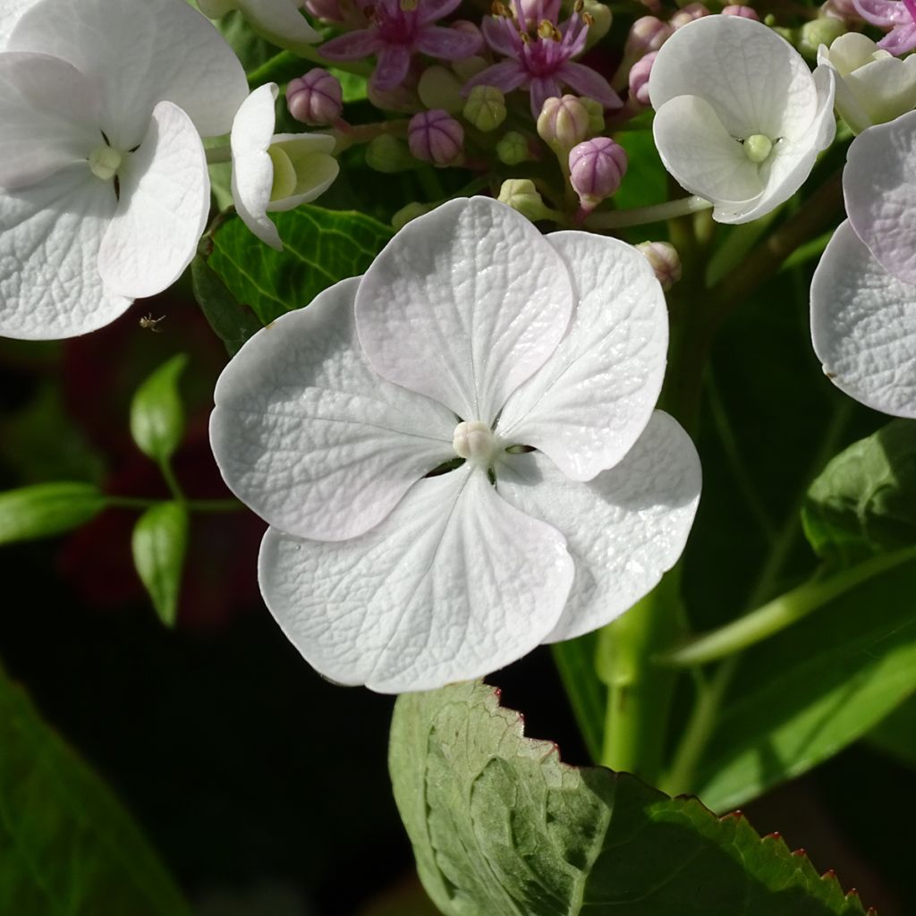 Hortensia - Hydrangea macrophylla Libelle (Teller white)