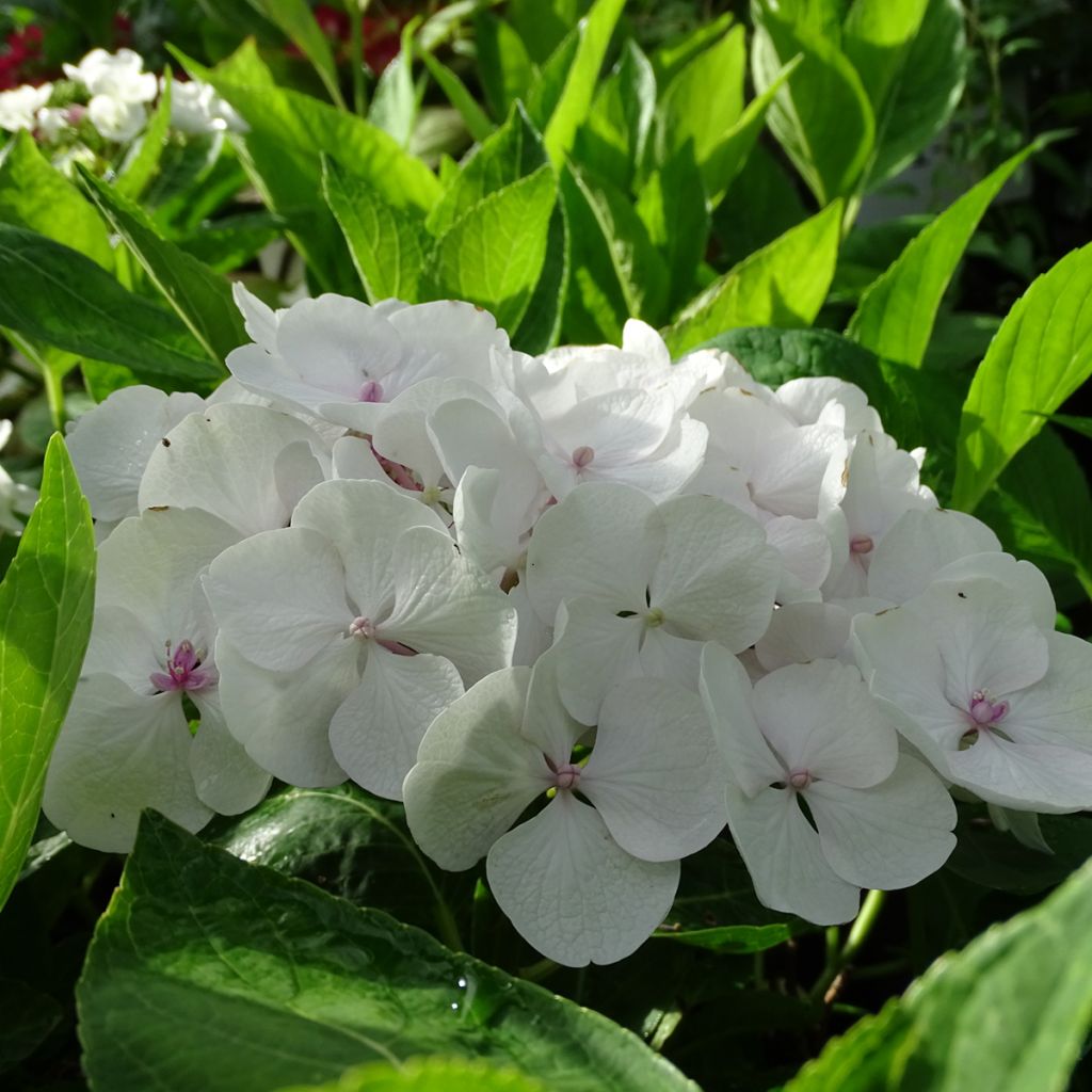 Hortensia - Hydrangea macrophylla Libelle (Teller white)