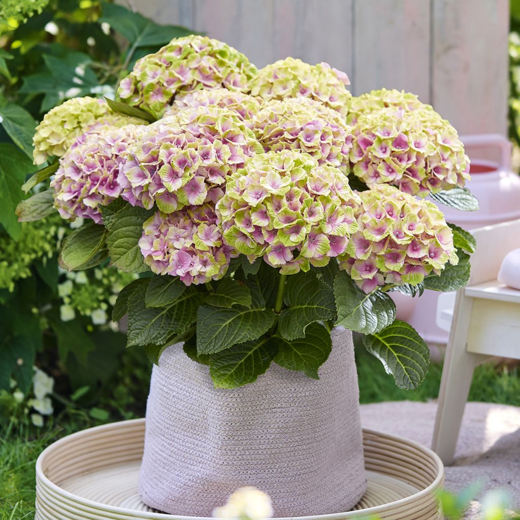 Hortensia - Hydrangea macrophylla Magical Jewel rosa